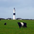 Leuchtturm Kühe in Kampen auf Sylt